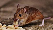 24 Hour & Emergency Exterminators in Market, CA